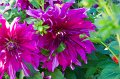0176Serres du Jardin du Luxembourg